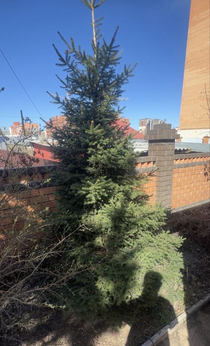 Натуральные Ели разных размеров