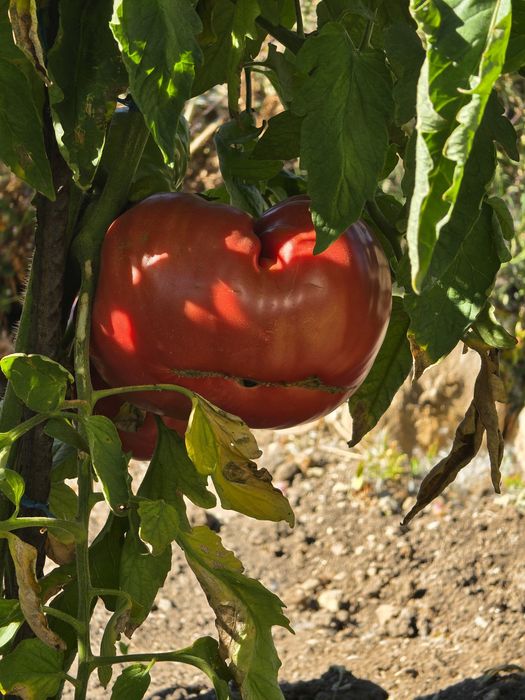 Продавам градински сладки домати