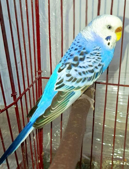 Попугай  корелла волнистый + клетка