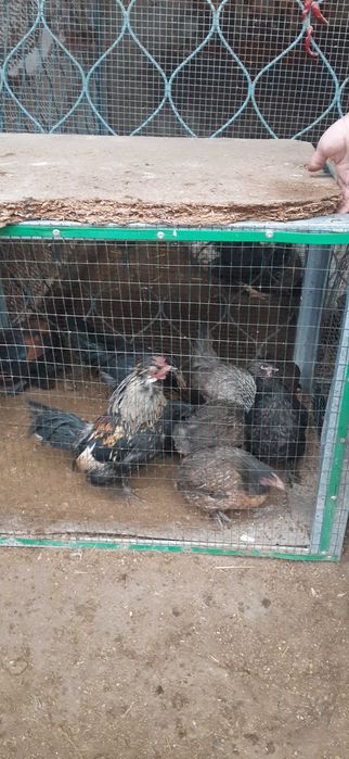 Brama,yapon xo'roz va tovuqlar