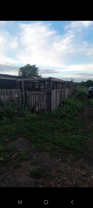 Продам срочно КРС
