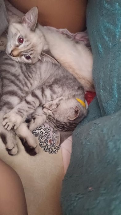 Отдам двух кошечек
