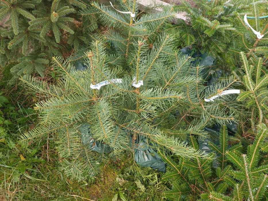 Brazi Abies concolor cu balot de pamant-calibru 60-80 cm