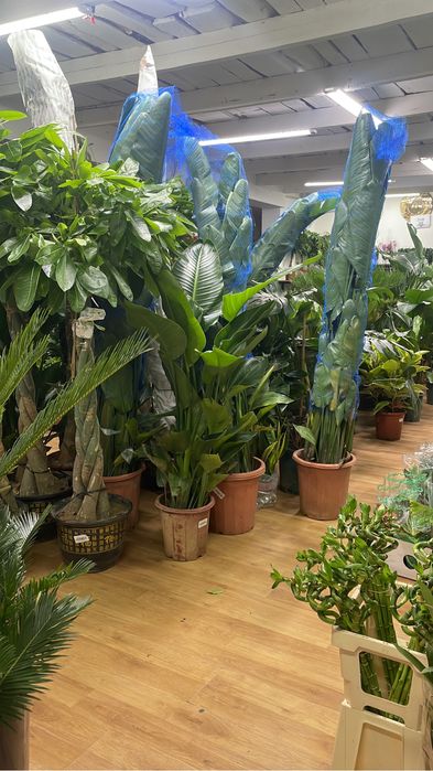 Стрелица Николая