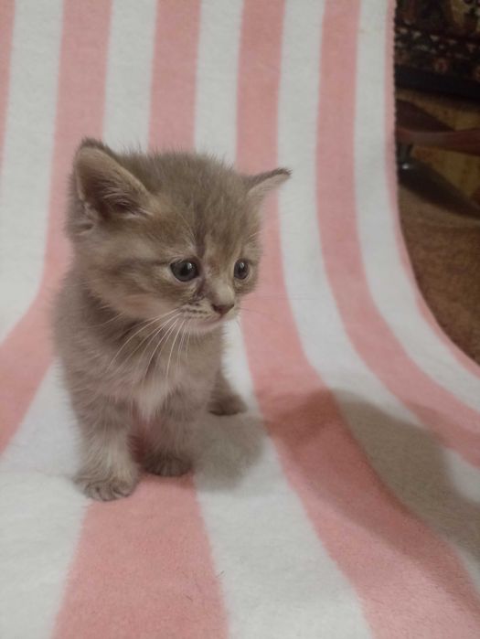 Котята в ответственные руки