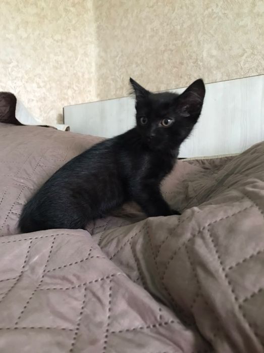 Черный кот 2 месяца