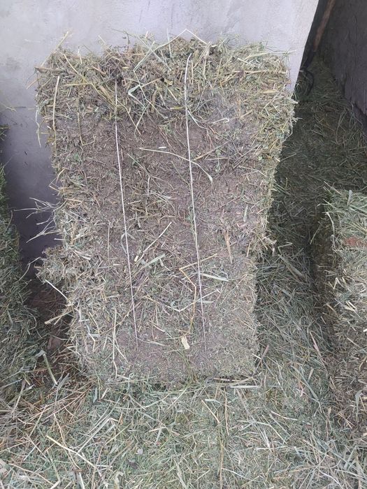 Клевер первый кос