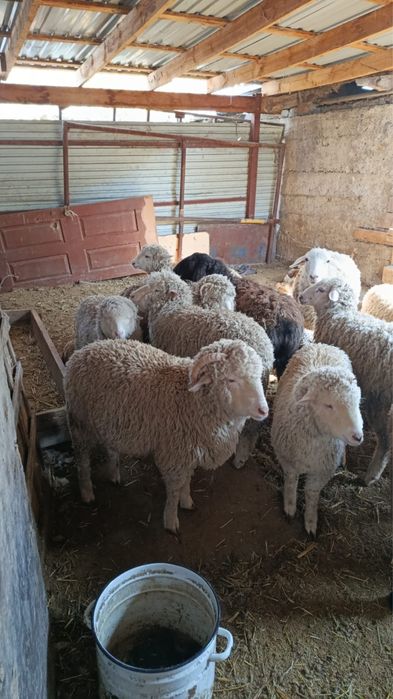 Продам баранов