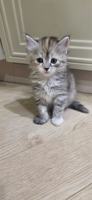 Милые Котята 1.5 месяца