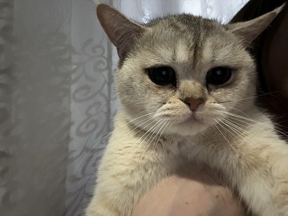 Срочно продаётся британсая шиншилла