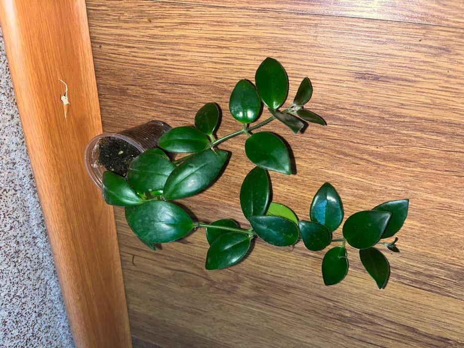 Цветочки разные по доступной цене