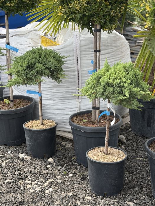 Vand plante ornamentale spirala/palmieri/yucca/catalpa/laur englezesc/leylandi si multe alte specii