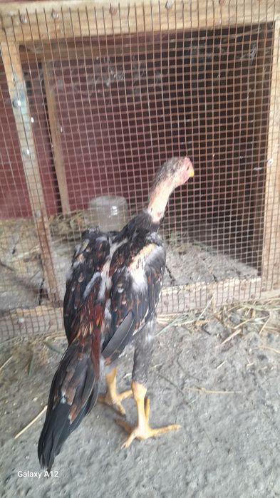 Даканг жужалар сотилади