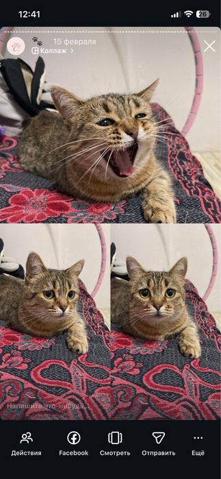 Отдадим кошку в добрые руки