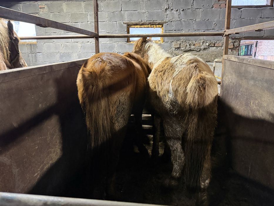 Тайлар 1,5  на развод.