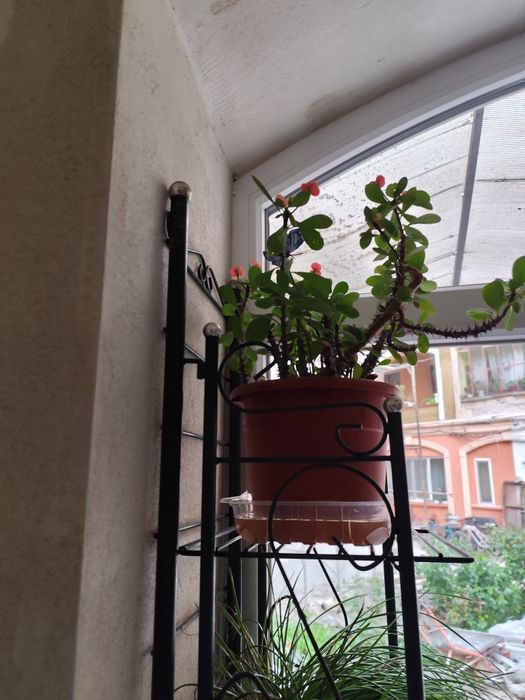 Vând floare  de apartament.