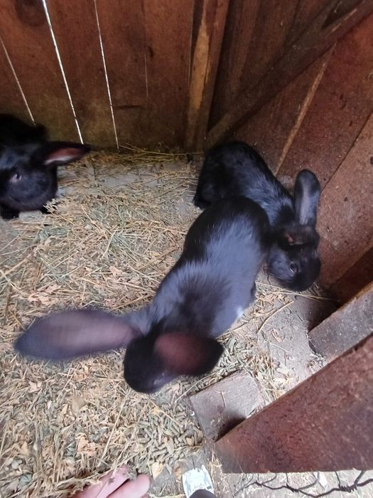 Vând iepuri urias german