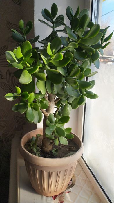 Цветы приносящие достаток