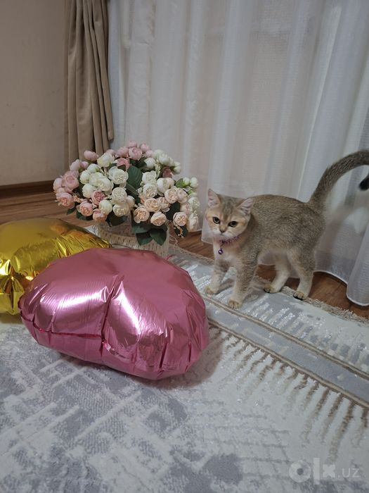 Продаётся золотая шиншила.