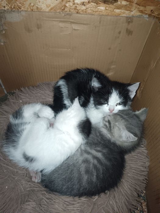 Отдам котят в добрые руки