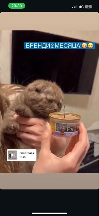 Кот Шотландец Скоттиш Фолд Вислоухий Мальчик