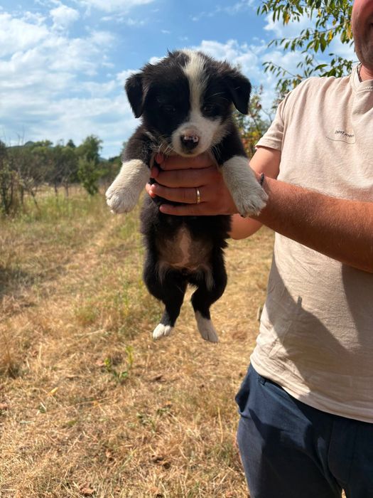 Ofer căței spre adopție