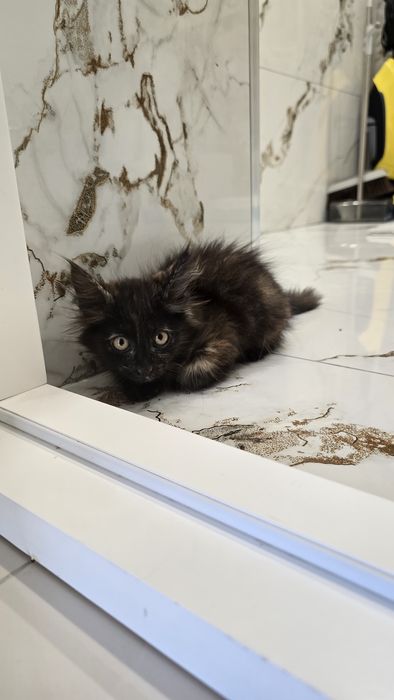 Кошечка 2.5 месяца