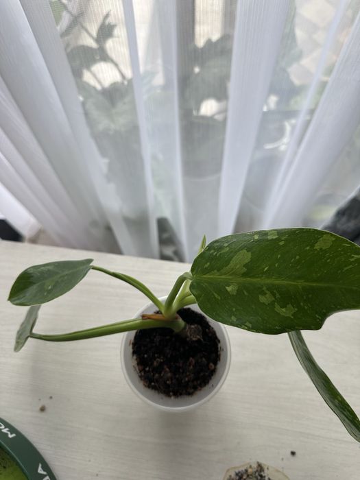 Продам комнатные цветы