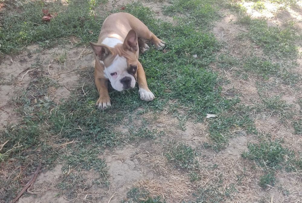 Френски   булдог