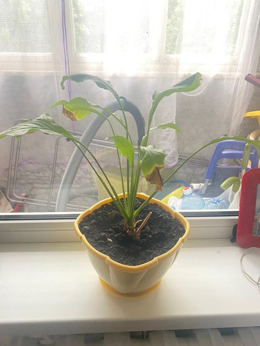 Продам цветы женское счастье