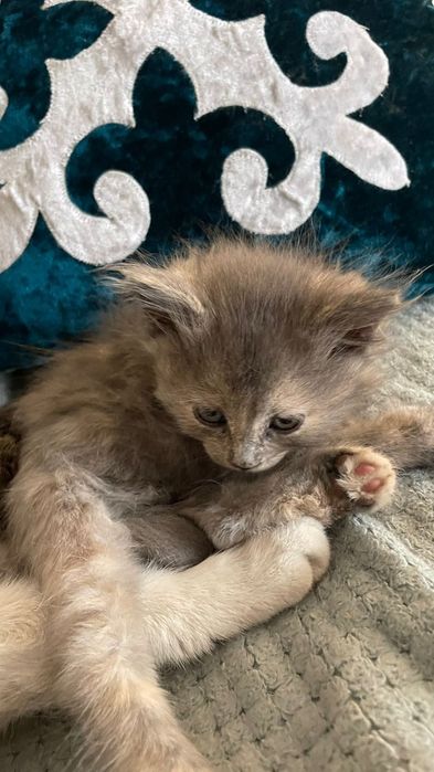 мейн кун  котик пародистый