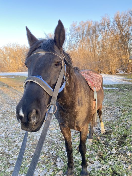 11 бас жылқы жоғалып кетті.