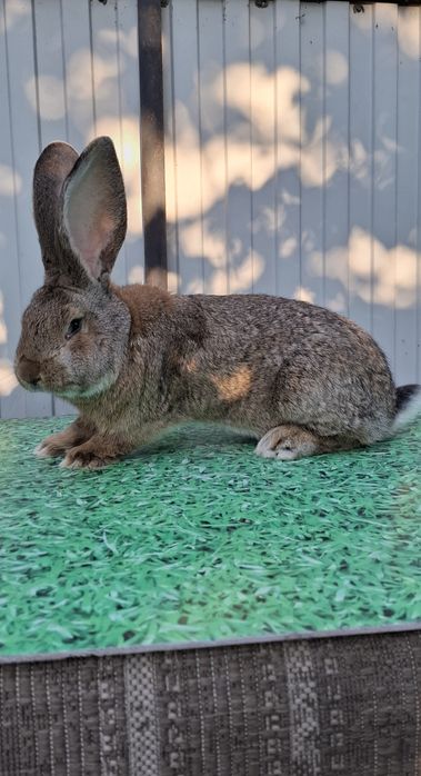 Продам крола самца великан