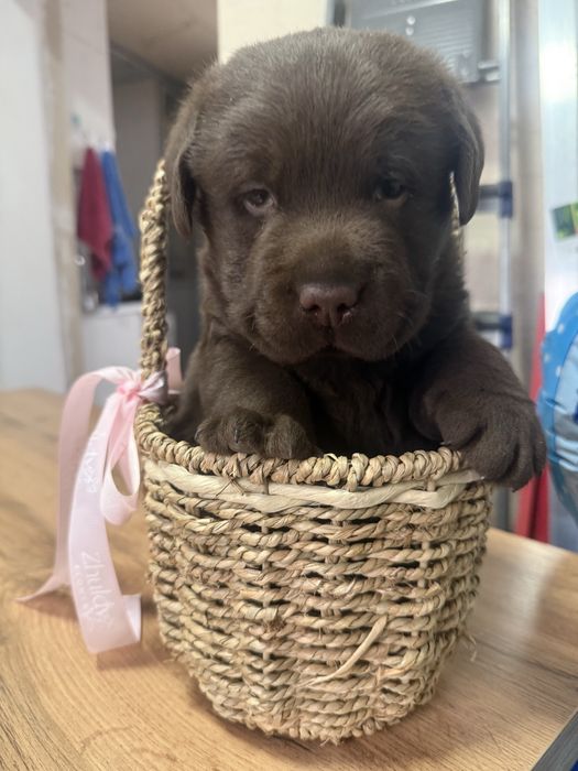 Шоколаданый лабрадор