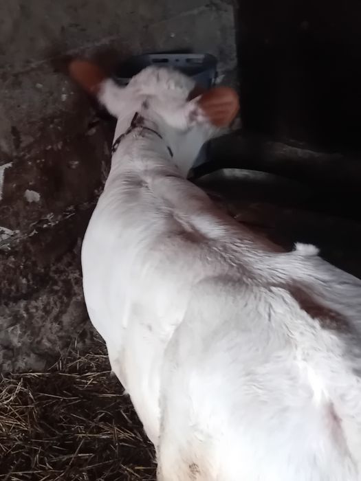 Vand vaca buna de lapte cu vitea