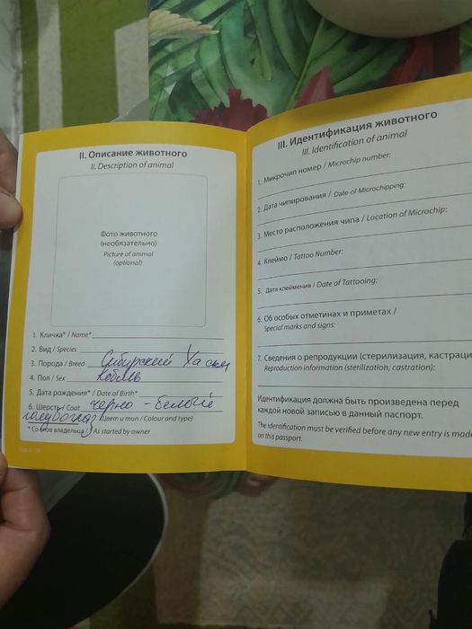 Продам щенка Хакси