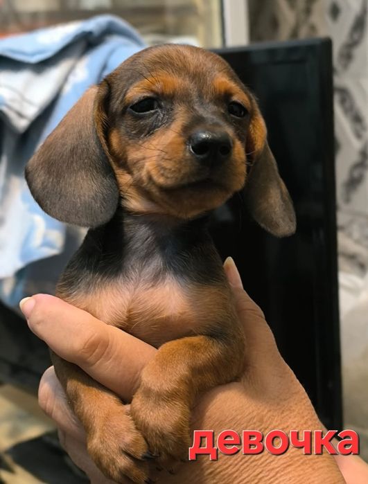 Такса щенки 1,2 месяца.