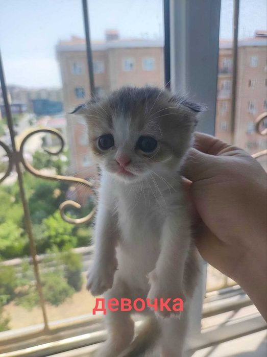 Шотландские котята Домашние