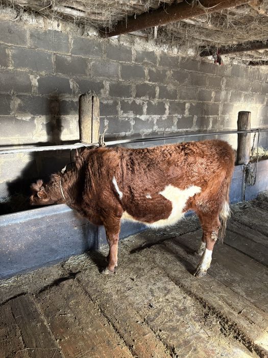 1 жастан асқан тайынша сатылады