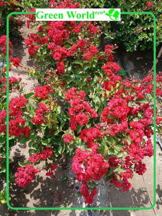 Siren Indiyski DINAMIT