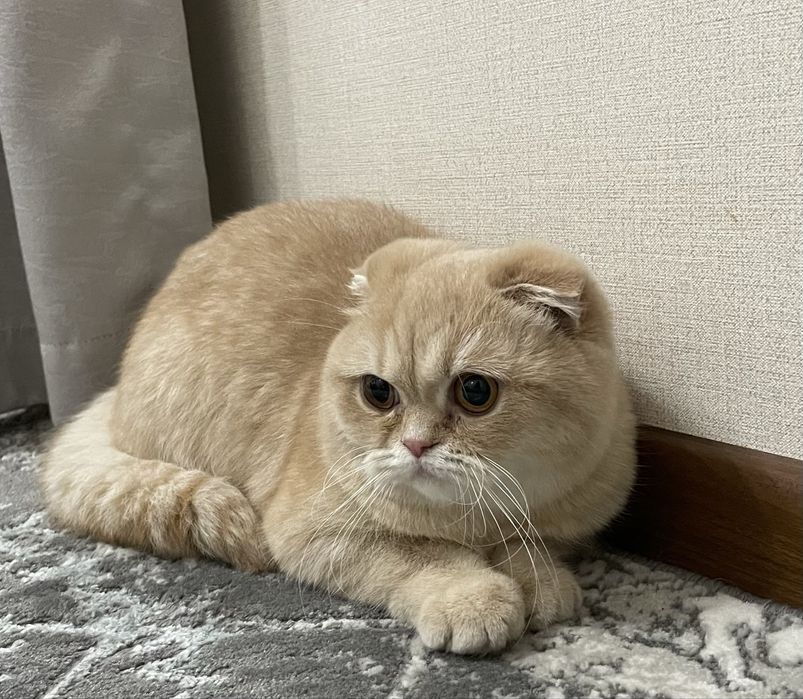 Шотланский скоттиш-фолд
