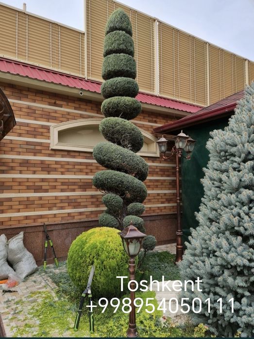 Daraxt kesish archa farmofka ишлов бериш