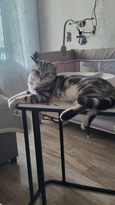 Вязка Шотландский Скотиш страйт