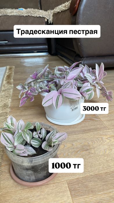Продам комнатные растения