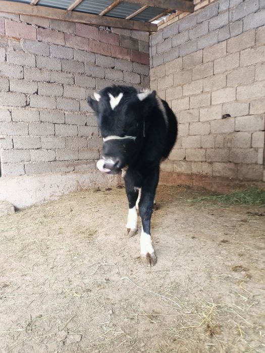 Сатылады өгіз бұзау