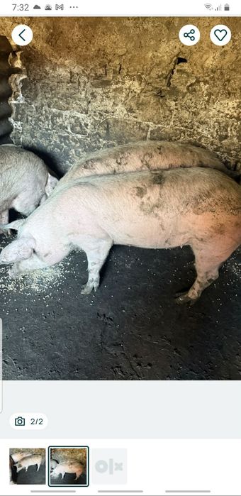 Прасенца за чеверме