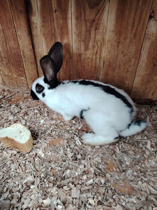 Iepuri fluture german