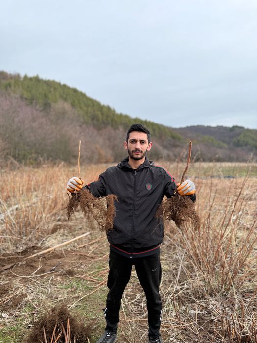 Ягоди и малини разсад