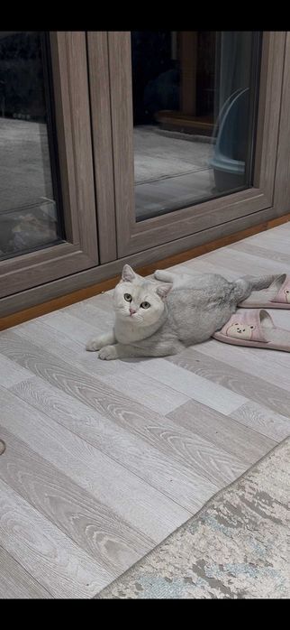 Вязка (juftlashtirish) British Shorthair ShinShilla