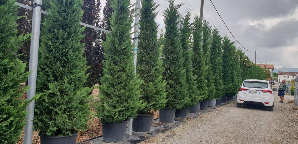 Leylandy toate dimensiunile calitate extra